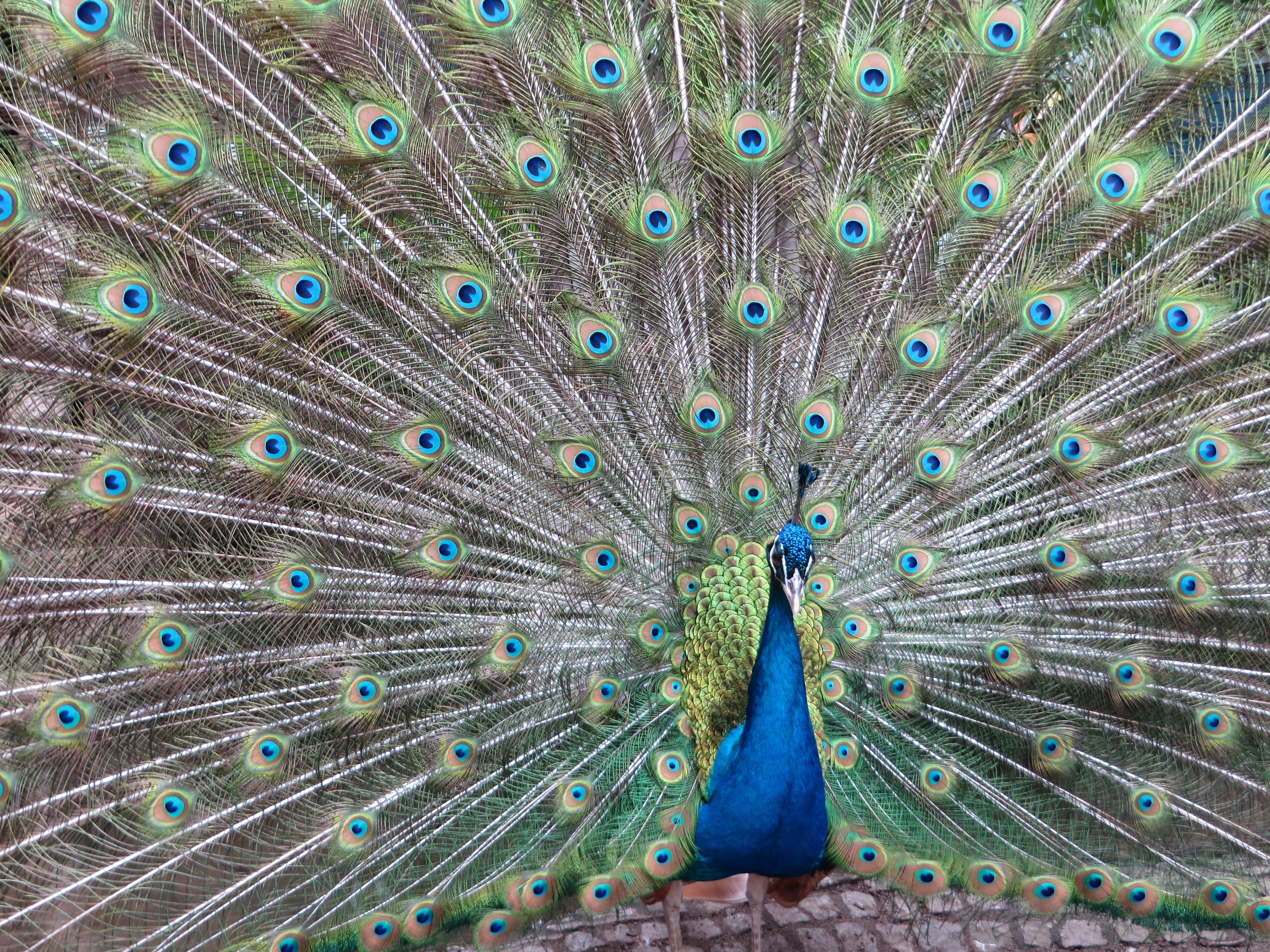 Longboat Key Peacocks