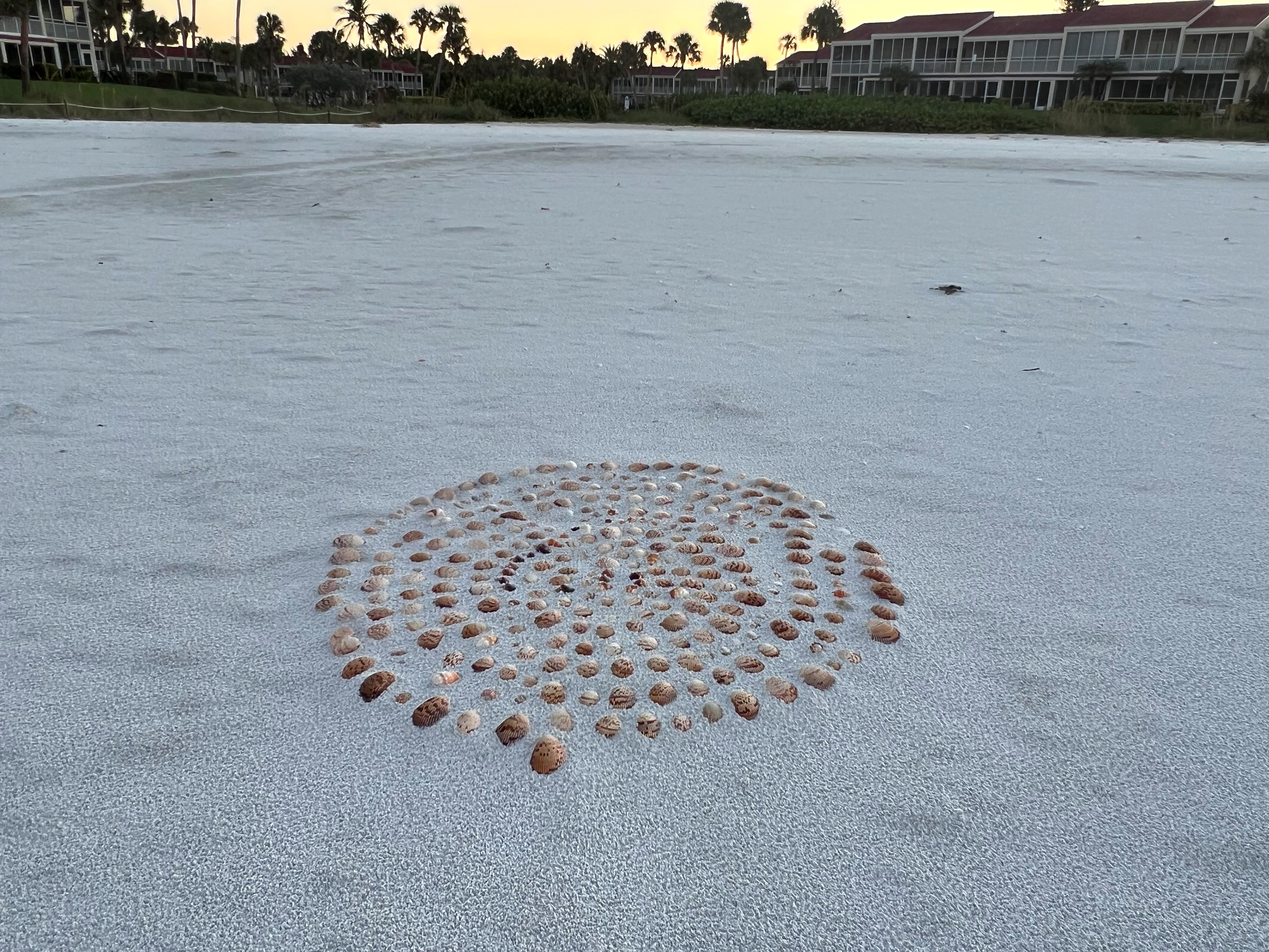 Whitney Beach Sea Shells